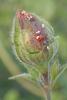 347726 – Photo : Catherine Reymonet-Smitten – France (19)